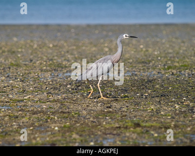 Heron Ardea novaehollandiae White face à Pauatahanui des zones humides de l'estuaire Banque D'Images