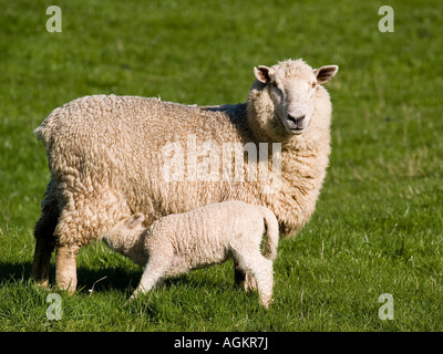 NZ Romney printemps alimentation à partir d'agneau brebis mère sur l'herbe des pâturages à la ferme Banque D'Images