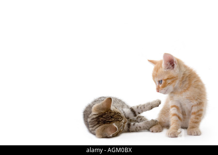 Deux chatons jouant sur fond blanc Banque D'Images