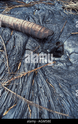 Des trous brûlés palmier dans Pahoihoi Kilauea lave volcanoe Kalapana Big Island Hawaii USA Banque D'Images