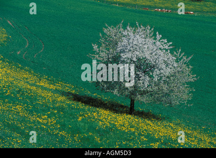 Fleurs de cerisier avec prairie avec fleurs de pissenlit et les vaches laitières Einigen Oberland Bernois Canton de Berne Suisse Banque D'Images