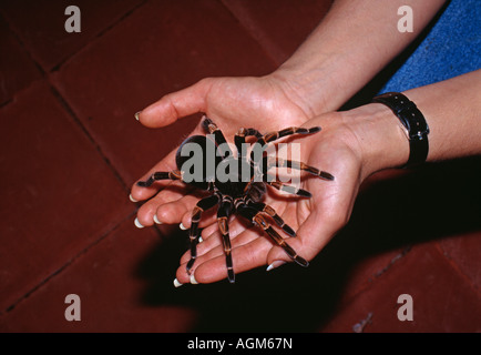 Costa Rica, Monte Verde, Cloud Forest National Park, Woman holding tarantula spider, jaune Genou Tarantula Banque D'Images