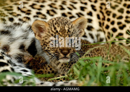Un jeune leopard cub regarde tout en allaitant de sa mère avec sa fourrure mères visible à l'arrière-plan Banque D'Images