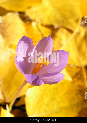 Le safran en automne Crocus sp Banque D'Images