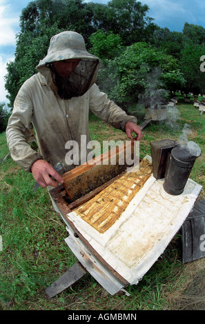 L'apiculteur examine d'un cadre de l'aide d'une ruche ouverte fumeur pour calmer les abeilles et d'un racloir Banque D'Images