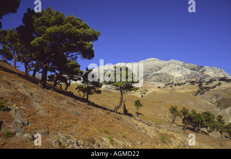 À la recherche jusqu'à Pelineon, la plus haute montagne de Chios, Grèce, à 1297 mètres. Banque D'Images