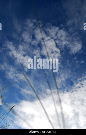 Lames de l'herbe longue contre un ciel d'été. Cornwall, Angleterre Banque D'Images