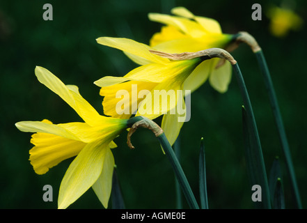 Trois Jonquilles en diagonale sur un fond sombre Banque D'Images