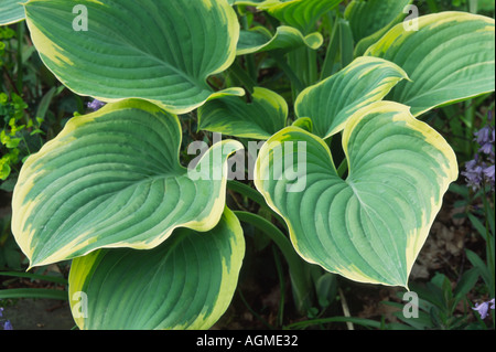 Feuilles de Hosta Banque D'Images