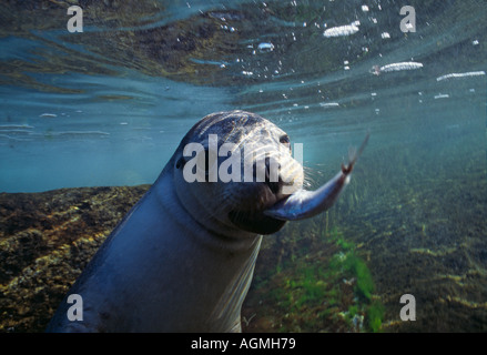 Du Nord Australie u w Neptunes Lion de mer australien Neophoca cinerea juvénile w prise de poisson Banque D'Images