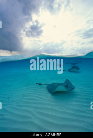 Stingray glisse sur le fond de sable ondulé Sanbar North Sound Grand Cayman Cayman Islands Banque D'Images