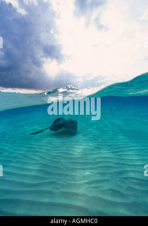 Stingray glisse sur le fond de sable ondulé Sanbar North Sound Grand Cayman Cayman Islands Banque D'Images