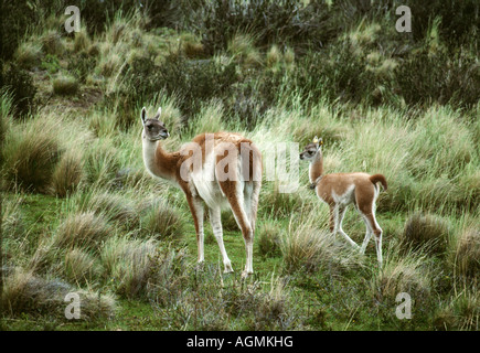 Le Chili, Puerto Natales, Parc National Torres del Paine, le guanaco (Lama guanicoe avec les jeunes) sur les herbages. Les jeunes avec collier émetteur Banque D'Images