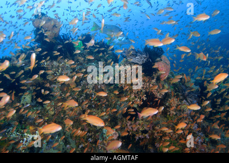 Un seul endroit les lutjans Lutjanus monostigma et des milliers d'anthias Pseudanthias squamipinnis Canyons Puerto Galera Philippines Banque D'Images