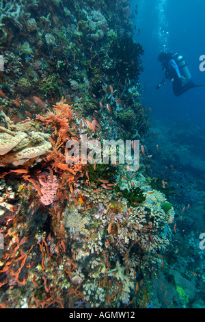 Scuba Diver explorer coral reef Verde Island Philippines Banque D'Images