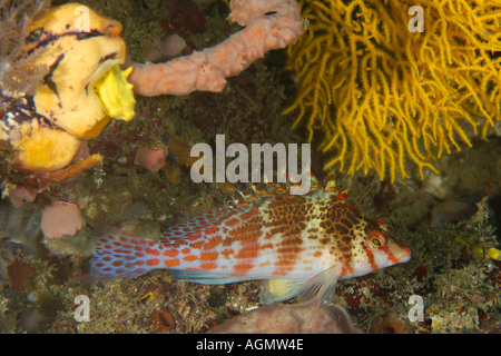 Dwarf hawkfish Cirrhitichthys falco Sinandigan wall Puerto Galera Philippines Mindoro Banque D'Images