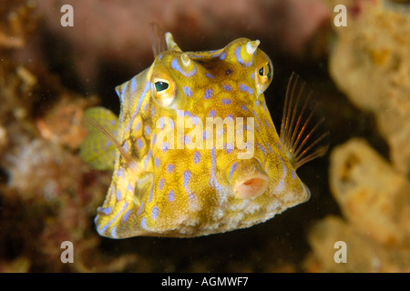 Thornback cowfish Lactoria fornasini Sabang épave Puerto Galera Philippines Mindoro Banque D'Images