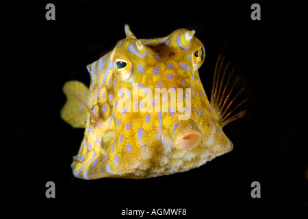 Thornback cowfish Lactoria fornasini Sabang épave Puerto Galera Philippines Mindoro Banque D'Images