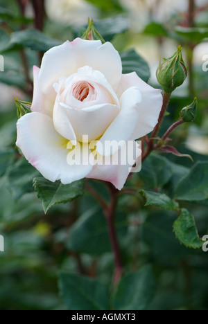 Rosa 'Rose' AUSQUEST Crocus Banque D'Images