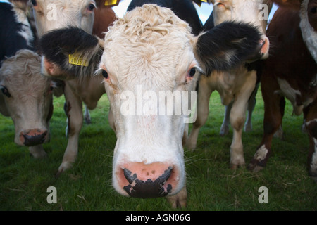 Groupe d'animaux en Angleterre Banque D'Images