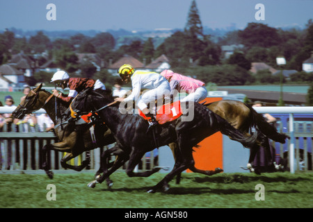 Trois chevaux de pur-sang de participer à la finale de télévision à horserace furlong Sandown Park Racecourse, ESHER, Surrey, Angleterre, Royaume-Uni Banque D'Images