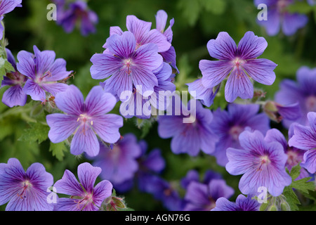 Un 'Geranium Magnificum' plante dans un jardin dans le Worcestershire, Royaume-Uni Banque D'Images