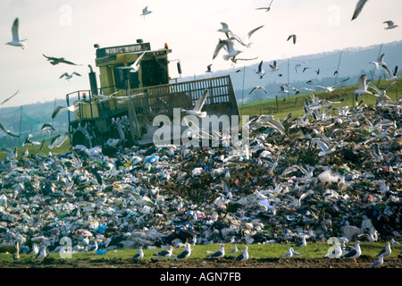 Site d'enfouissement sur bulldozer entouré par les goélands Wingmoor Cory UK l'environnement du site Banque D'Images