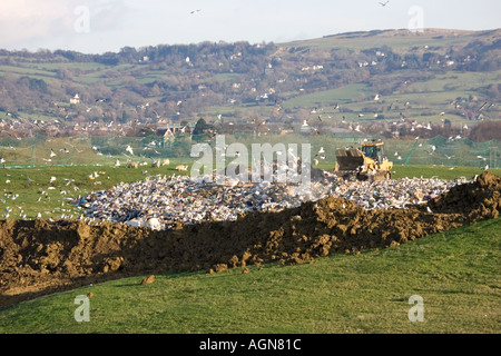 Goélands encerclant par bulldozer travaillant sur le site d'enfouissement dans Wingmoor Cotswolds Cory UK l'environnement agricole Banque D'Images