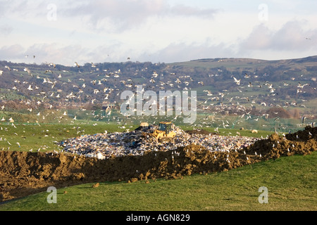 Bulldozer entouré par les goélands et les étourneaux qui travaillent sur le site d'enfouissement dans Wingmoor Cotswolds Cory UK l'environnement agricole Banque D'Images