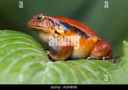 Dyscorphus guineti Grenouille Tomate malgache Banque D'Images