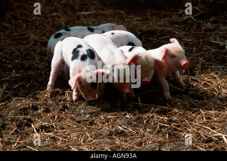 Gloucester vieux Spot porcelet Cotswold Rare Breeds Center UK Banque D'Images