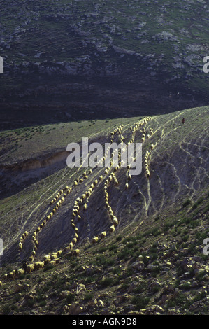 Désert de Judée Israël et les jeunes moutons sheperd de loin sur le côté wallking hill vertical Banque D'Images