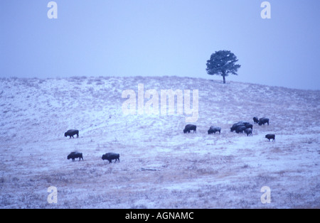 Le bison et l'arbre en hiver à Custer State Park dans le Dakota du Sud Banque D'Images