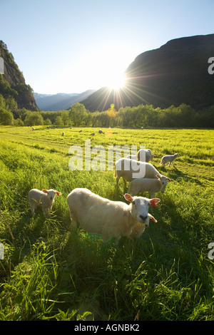 Moutons dans un pâturage au coucher de Sogn og Fjordane, Norvège Banque D'Images