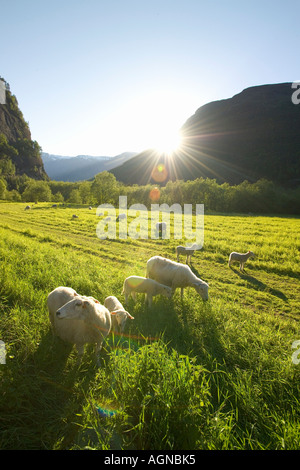 Moutons dans un pâturage au coucher de Sogn og Fjordane, Norvège Banque D'Images