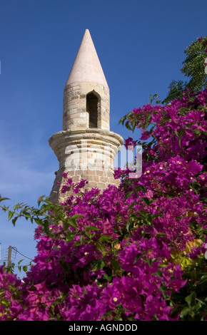 Dh KOS GRÈCE KOS minaret tour arbre à fleurs violet bougainvillea bush Banque D'Images