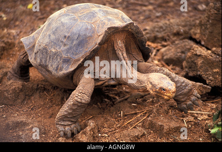 L'Equateur, Galapagos Giant Tortoise Geochelone elephantopus, Banque D'Images