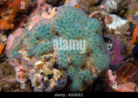 Colonie d'ascidie Clavelina sp Gato Island Cebu Philippines Banque D'Images