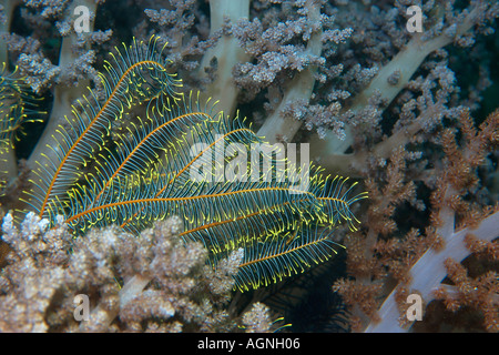Feather star Comanthus sp entouré de coraux mous Dendronephthya sp Mare Mare Island Malapascua Cebu Philippines Banque D'Images