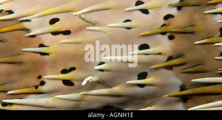 Balloonfish ou porcs-épics Diodon sp peau et colonne vertébrale détail nuit Malapascua Cebu Philippines Mer de Visayan Banque D'Images