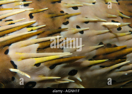 Balloonfish ou porcs-épics Diodon sp peau et colonne vertébrale détail nuit Malapascua Cebu Philippines Mer de Visayan Banque D'Images