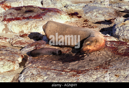 Lion de mer Galapagos équateur sur rock a donné naissance à mort les jeunes Banque D'Images