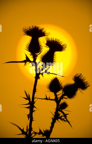 Lance-chardon Cirsium vulgare ou chardon de taureau, ou chardon commun au coucher du soleil Banque D'Images