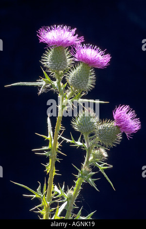 Scottish Thistle Cirsium vulgare Banque D'Images