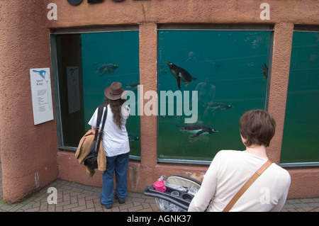 Regarder les pingouins nager sous l'eau à travers des fenêtres d'observation au Zoo d'Edimbourg en Ecosse Banque D'Images