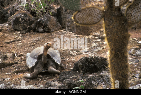 L'Equateur, Galapagos Giant Tortoise Geochelone elephantopus, Banque D'Images