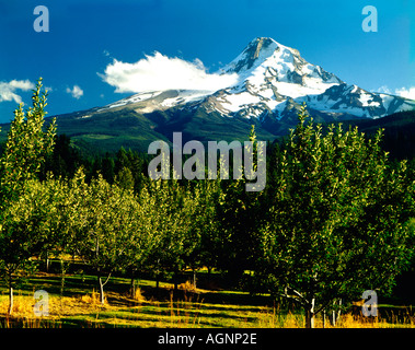 Mount Hood dans l'Oregon vu à partir d'un verger de fruits dans la vallée de la rivière Hood Banque D'Images