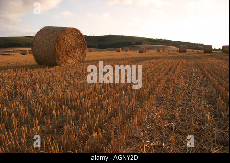 Temps de récolte SUSSEX DOWNS EAST SUSSEX ENGLAND Banque D'Images