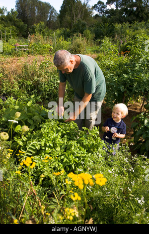 Un homme et son petit-fils au jardinage d'un jardin communautaire à Gloucester, Massachusetts Banque D'Images