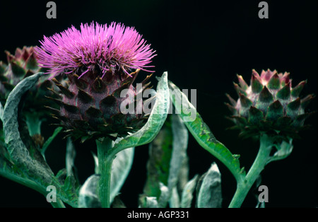 Fleurs de chardon artichaut photographié dans les jardins de Château de Dirleton, East Lothian, en Ecosse. Banque D'Images